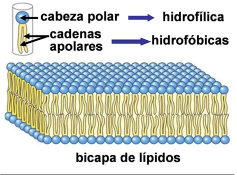membrana citoplasmatica